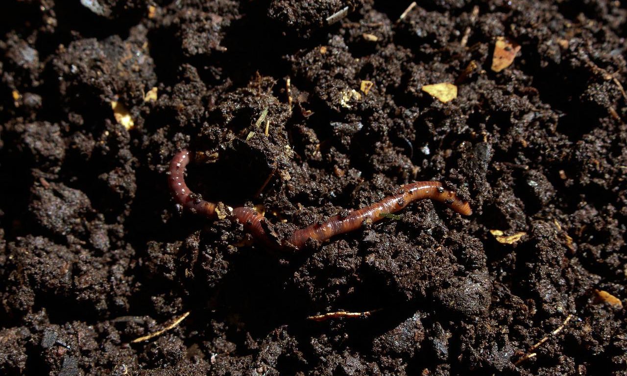 compost, earthworm, worm-7006499.jpg